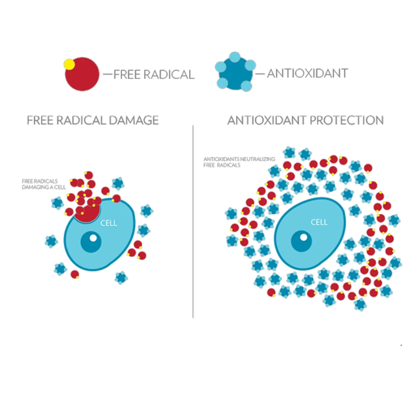 free-radical-antioxidant-solution-image